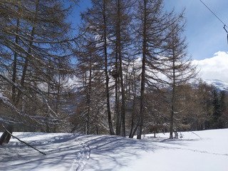 i kissed a tree... and i liked it