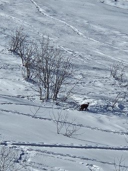 Chercher de la froide au Col de Pendet
