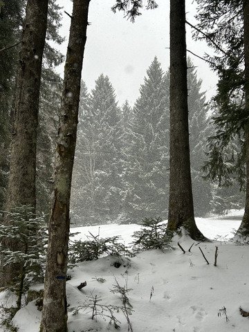 Petite rando raquettes sous la neige