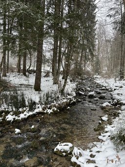 Petite rando raquettes sous la neige