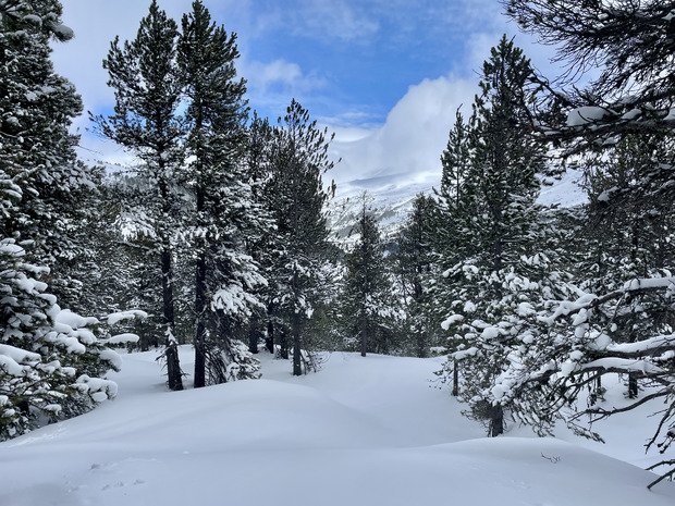 cruising en for&ecirc;t