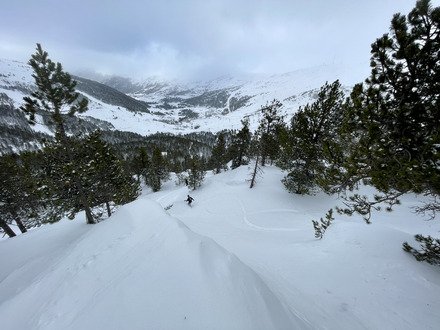 cruising en for&ecirc;t