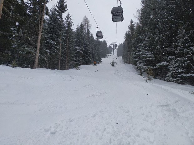 Des Sapins &agrave; d&eacute;faut de Punta Bagna