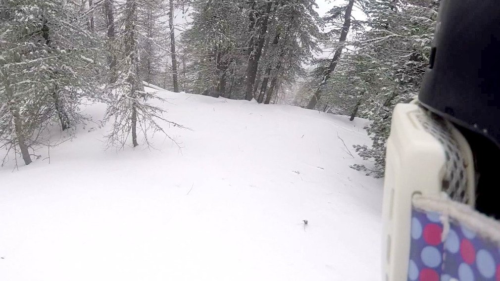 Des Sapins &agrave; d&eacute;faut de Punta Bagna