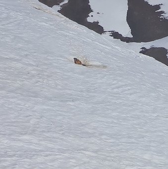 Jour 16 - marmottes et lapines