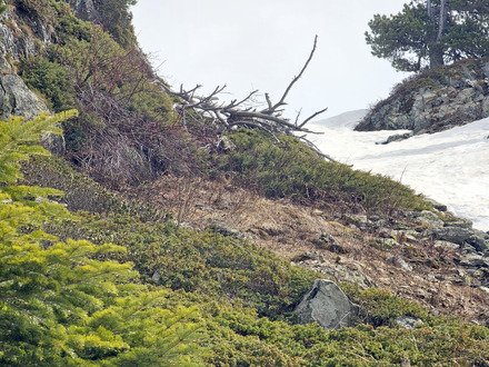 Chamrousse : ski de rando & marmottes !