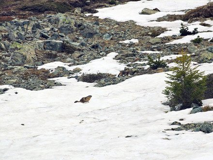 Chamrousse : ski de rando & marmottes !