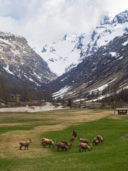 Alla grande paradiso