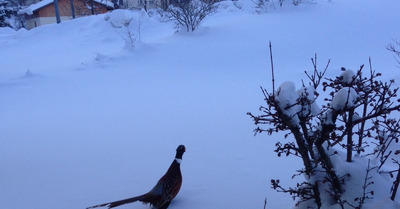 Corrençon en Vercors dimanche 8 février 2015