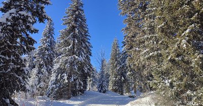 Beau temps belle neige ❄️?