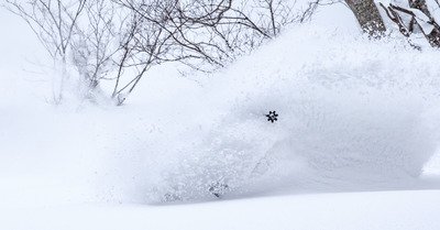 Aomori Spring : poissonnerie !