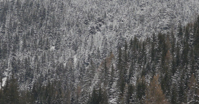 Un peu de blanc... 