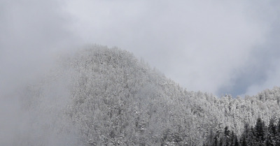 La forêt à privilégier 