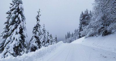 promenons nous dans les bois, pendant que le vent n y est pas
