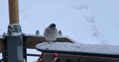 &Ccedil;a saupoudre l&eacute;g&egrave;rement 