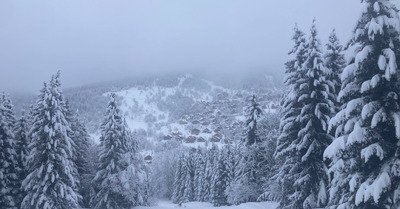 Cache-cache dans la for&ecirc;t
