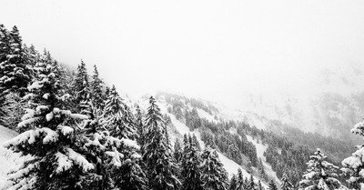 Sapins blancs = skieur content