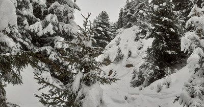 &Ccedil;a sent le sapin 