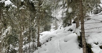 Promenons-nous dans les bois 