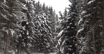 Quand il neigera, dans les sapins tu iras 😇😜