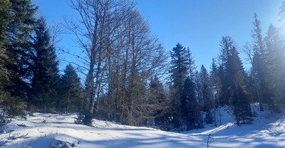 La Vattay :  neige transform&eacute;e avec lichens et aiguilles d'&eacute;pic&eacute;as