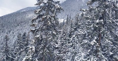 vivre de vent frais et sapins blancs