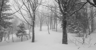 5 &agrave; 10cm dans les arbres et sous les nuages