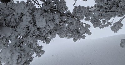 Un peu de bucheronnage sous la 'neige 👍😜