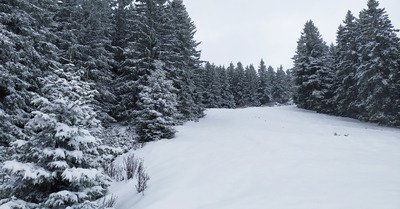 sweet spot avec des sapins