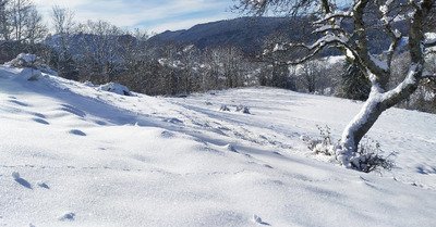 du dream ski en foret 