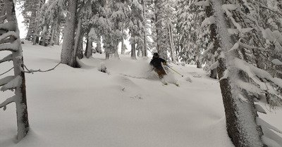 Promenons-nous dans les bois 🪵