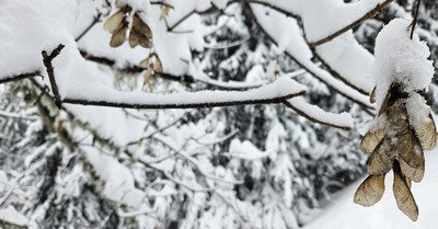 Journ&eacute;e 5 P : Poudre - PIDA - Peaux - Prariond - Plongeon