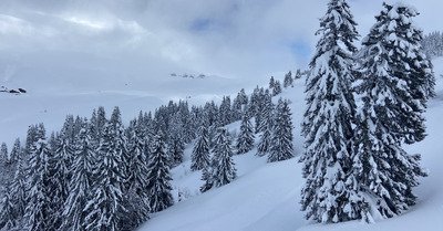 Neige bizarre, du monde et du brouillard 
