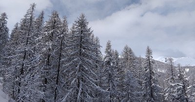 La poudre printani&egrave;re 