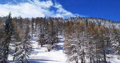 i kissed a tree... and i liked it