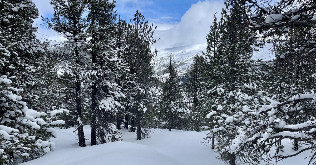 cruising en for&ecirc;t