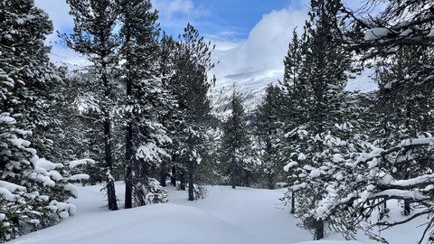 cruising en for&ecirc;t