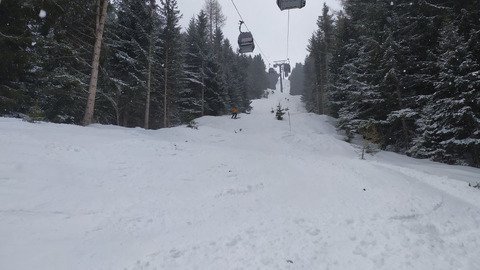 Des Sapins &agrave; d&eacute;faut de Punta Bagna