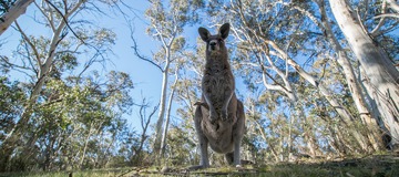 Les Frenchies en Australie