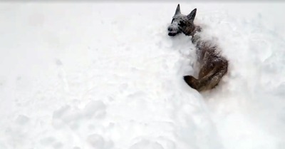 30 milions d'amis à la neige