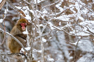 FWT Hakuba - episode #2