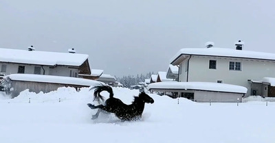 Chevaux + Poudreuse = Bonheur