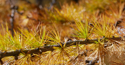L'automne avant la neige