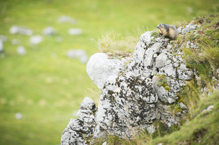 Chartreuse :  que se passe t-il pour les animaux au printemps&nbsp;?