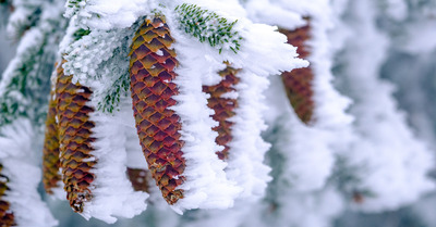 M&eacute;t&eacute;o : premi&egrave;res neiges ce dimanche en montagne