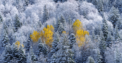 Premi&egrave;res neiges dans le Vercors
