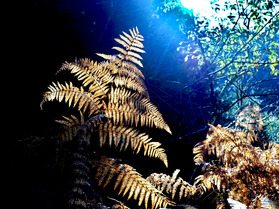 Portfolio d'automne -&nbsp;Pyr&eacute;n&eacute;es