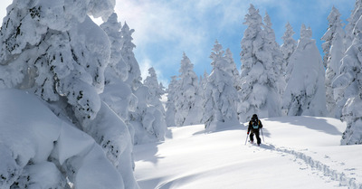 Ani Ski sauvage