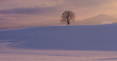 Hokkaido 2025 jour 2 :  au charbon