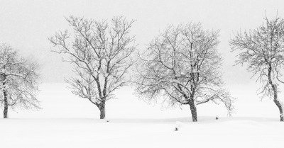 Hokkaido jour 10 : Kamoidake et les 4 arbres